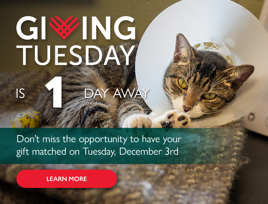 Countdown to Giving Tuesday