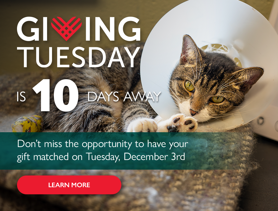 Countdown to Giving Tuesday