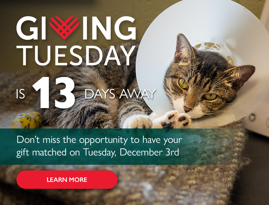 Countdown to Giving Tuesday