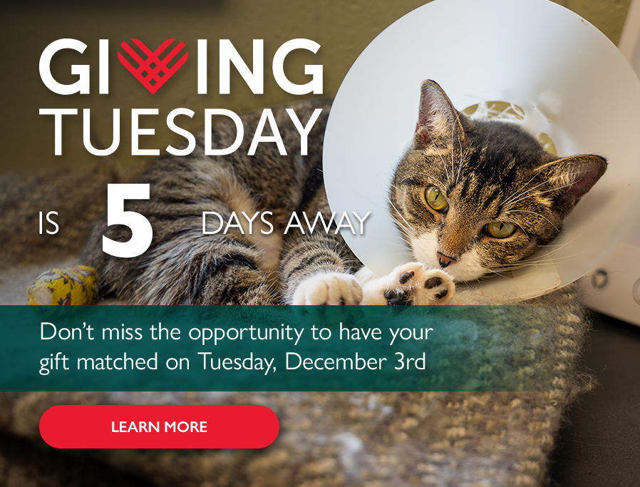 Countdown to Giving Tuesday