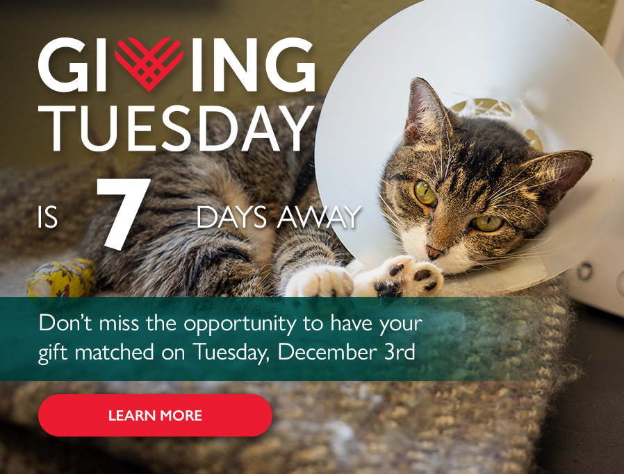 Countdown to Giving Tuesday