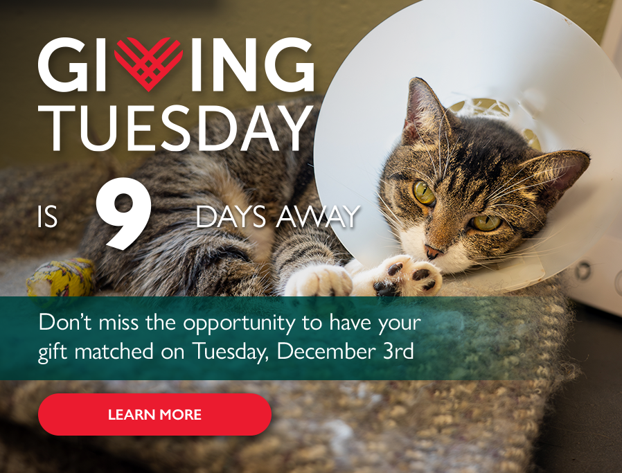 Countdown to Giving Tuesday