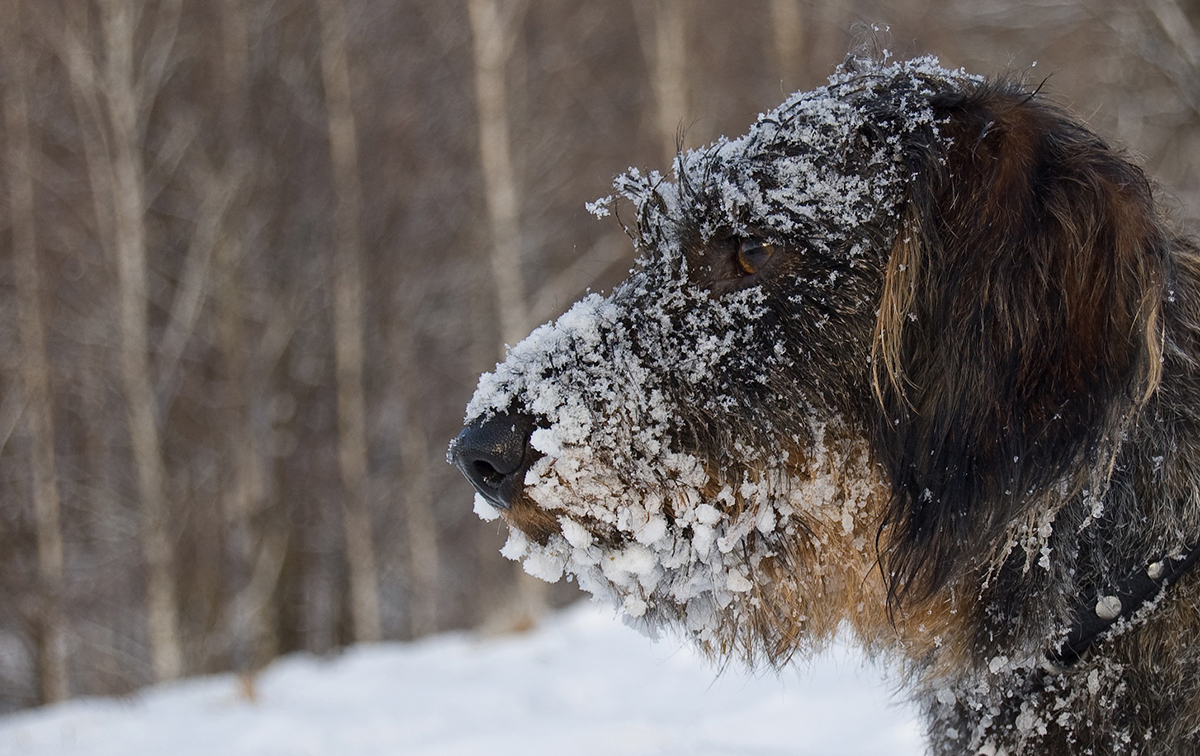 Pet Safety: When the Weather Outside is Frightful | Lollypop Farm