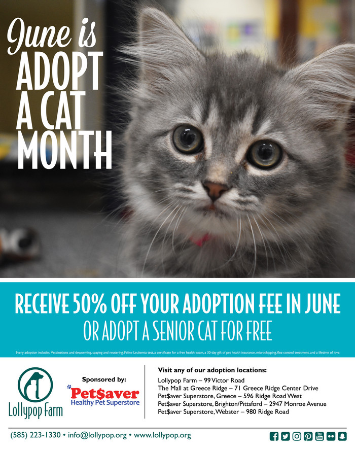 adopt a cat month