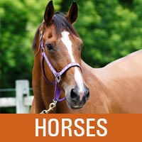 Adopt a Horse • Lollypop Farm