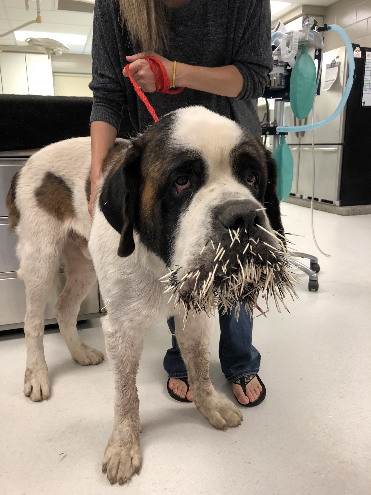 Porcupine Quills in Dogs: How to Remove Them