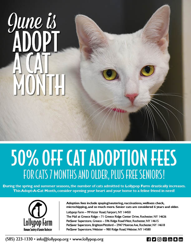 adopt a cat month