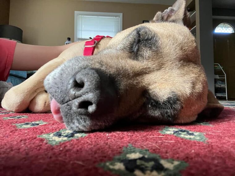 adoption dog sleepover