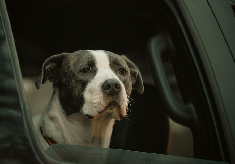 Dog In Car Window Down