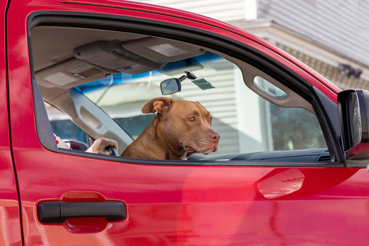 Dog In Red Truck Passenger Seat
