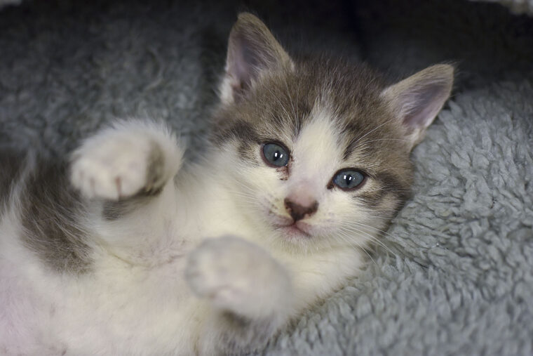 Lollypop Kitten Blue Eyes White Belly