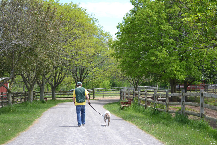 Volunteer Dog Walker On Farm