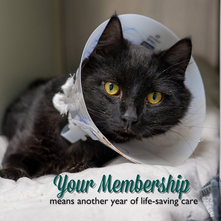 black cat with a cone resting in his condo. Words underneath read: Your membership means another year of life-saving care.
