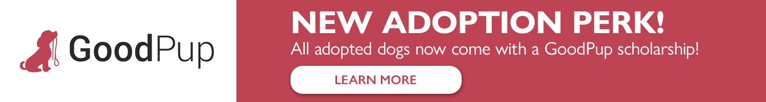 New Adoption Perk! All adopted dogs now come with a GoodPup scholarship! Learn More